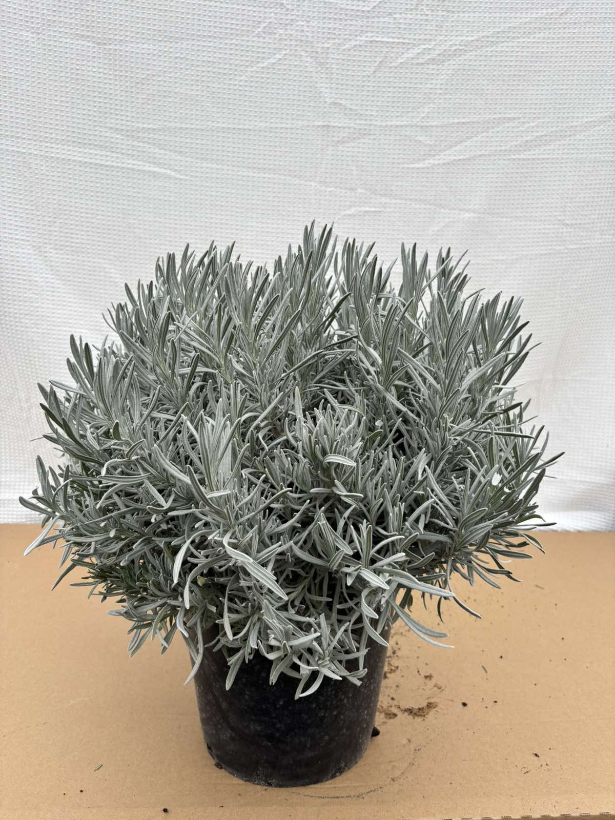 Lavanda